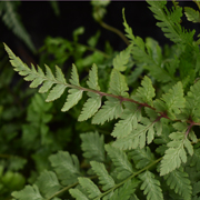 Hardy Fern Athyrium niponicum 'Red Beauty'